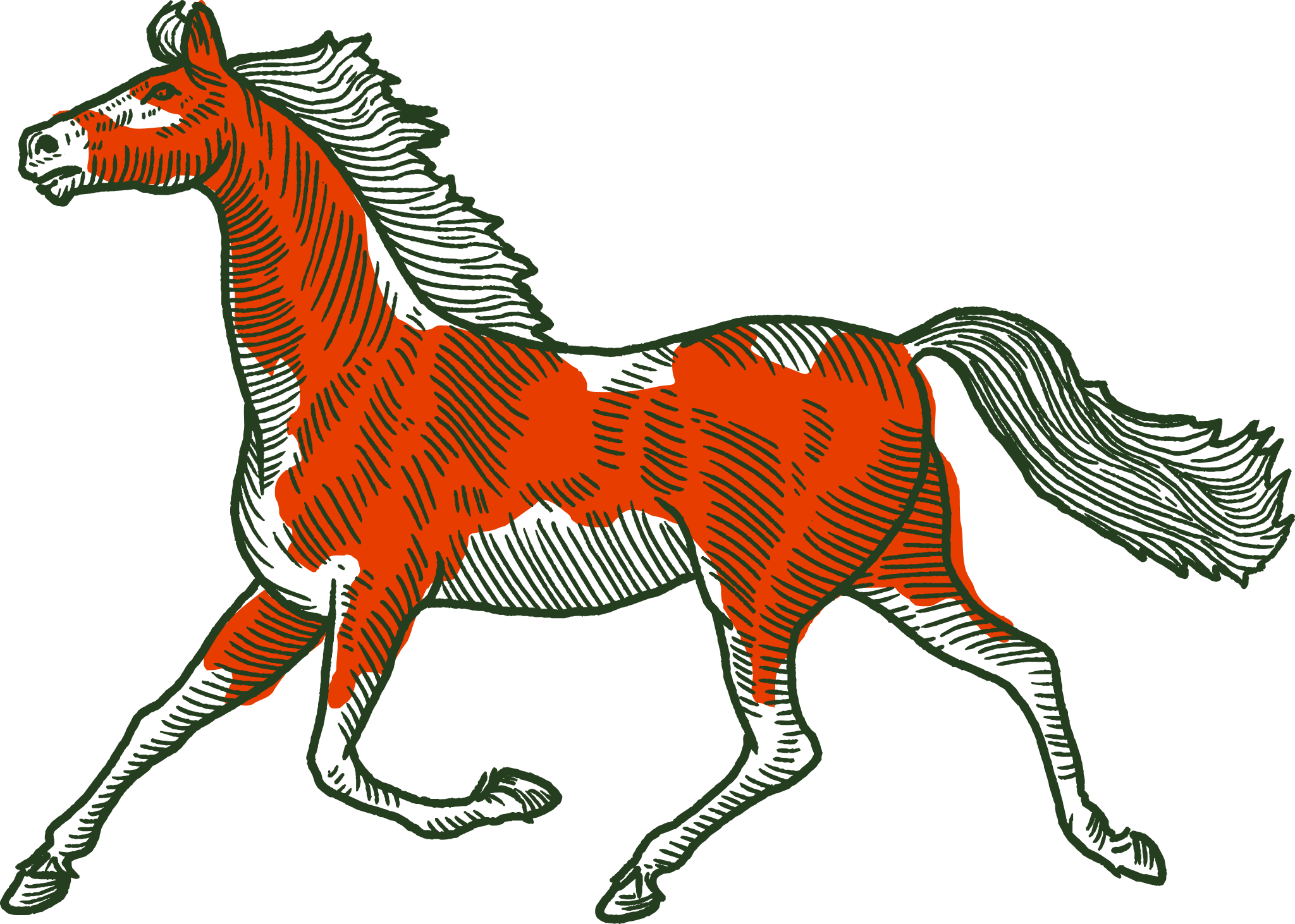 Horse illustration